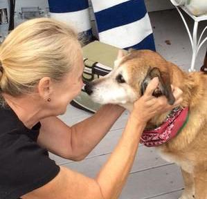 Feral dog had learned to trust again in her final years